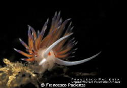 Flame on the deep.
Cratena peregrina photographed with N... by Francesco Pacienza 